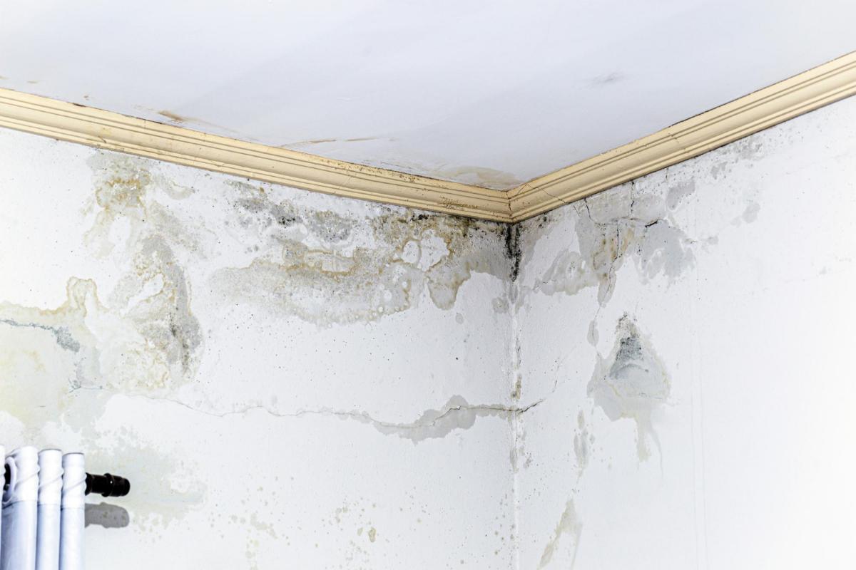 Mold Damage Insurance Claim Tips