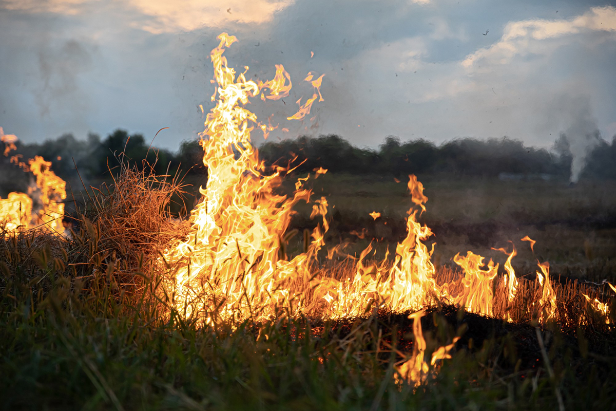 Protecting Your Home during Wildfire Season