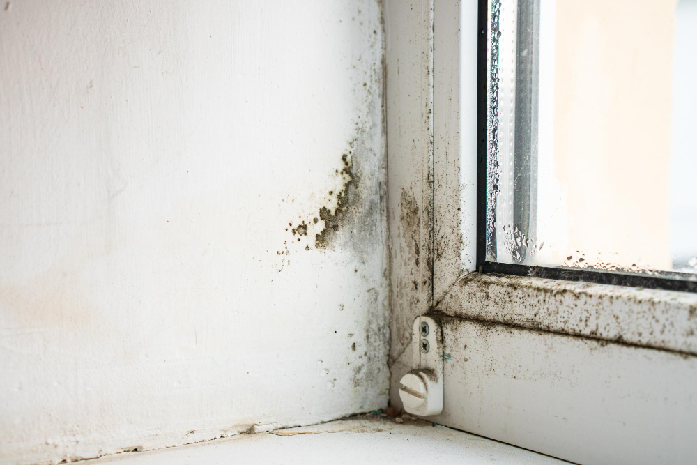 The Insurance Claims Process with Mold Damage