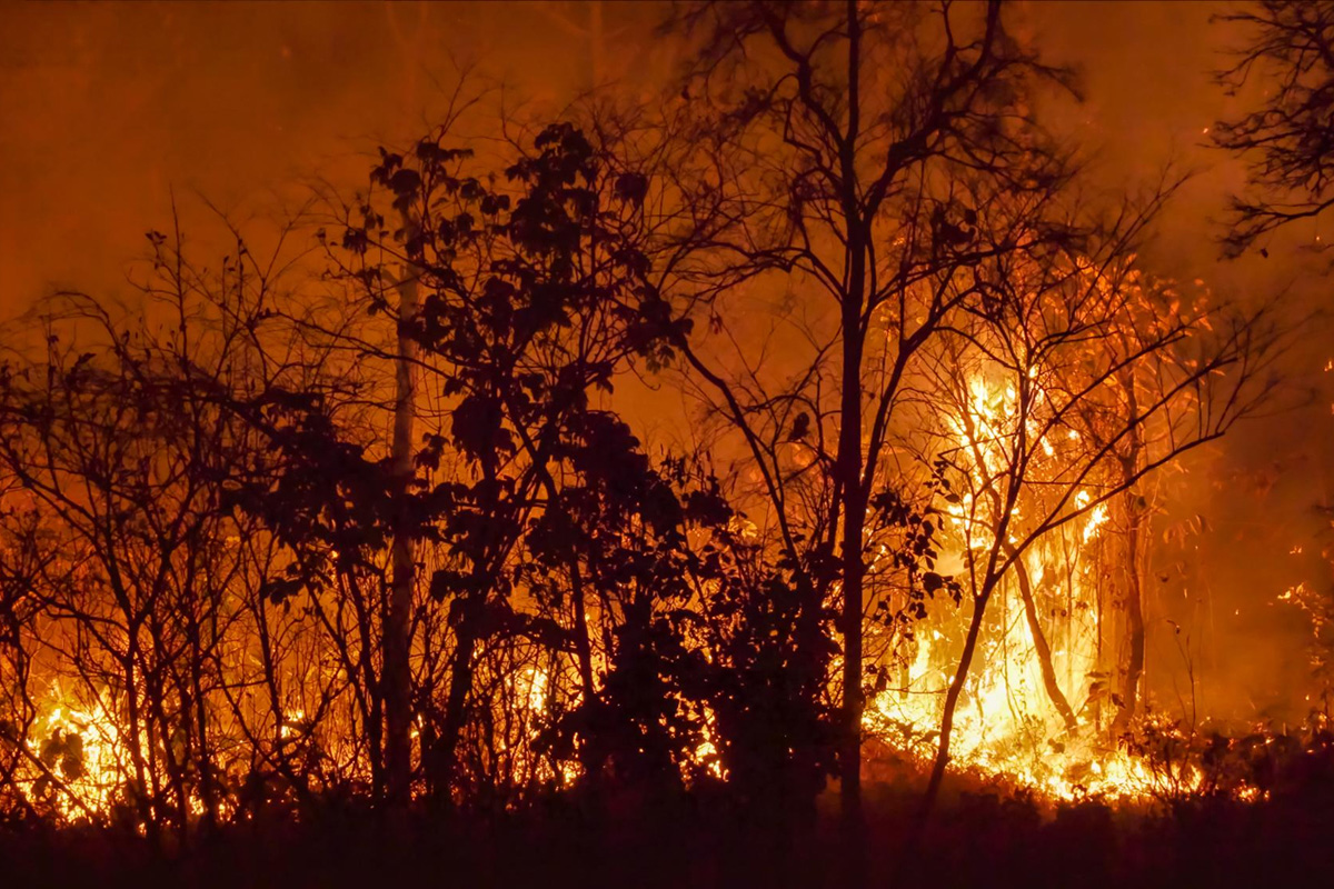 How to Secure Proper Coverage in a Wildfire Damage