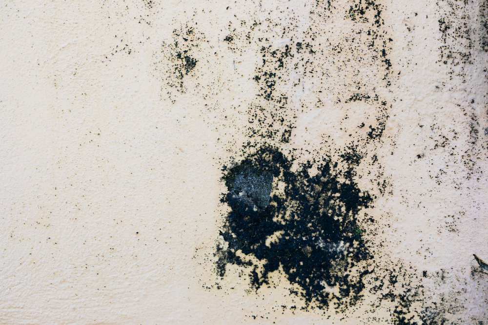 Navigating Mold Damage Insurance Claims After A Storm