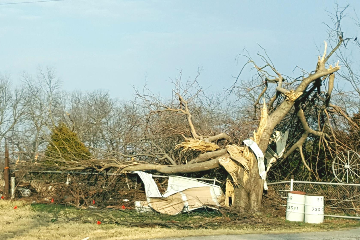 Unveiling the Extent of Wind Damage Claims