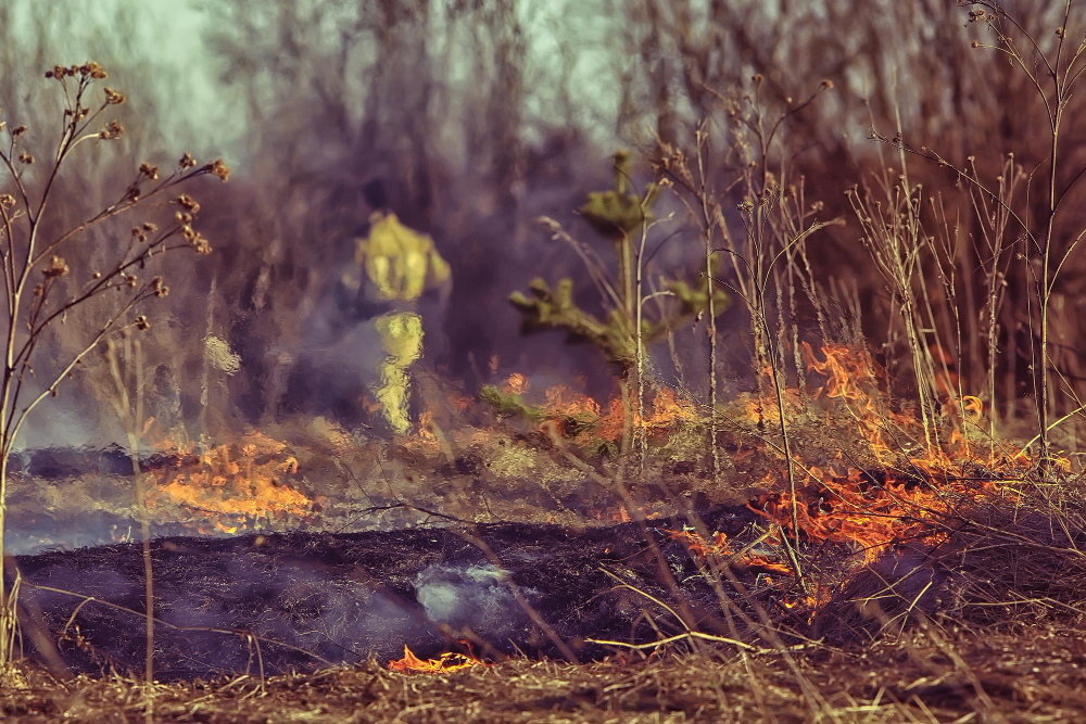 How Insurance Claims Adjusters Assist Wildfire Damage Claims