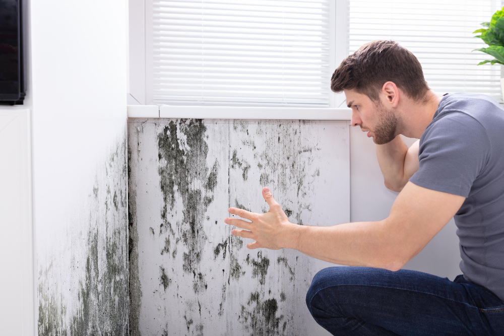 Navigating Mold Insurance Claims with Ease