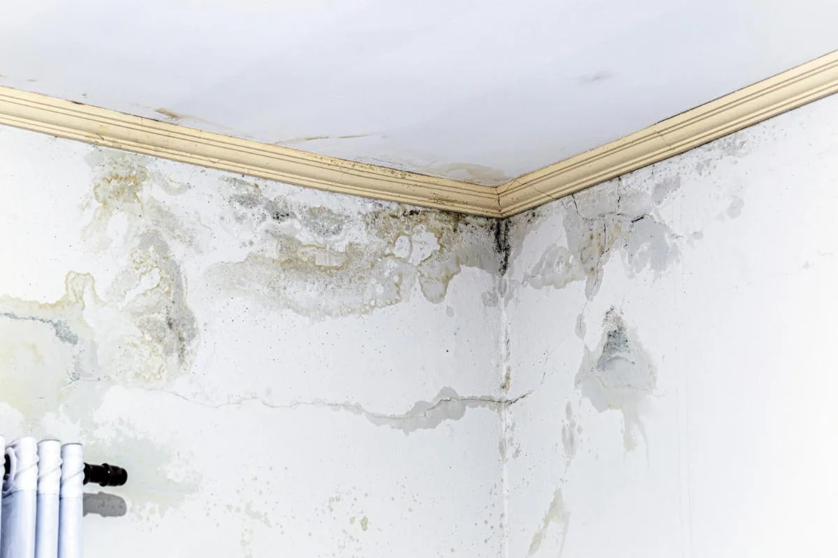 Mold Damage Insurance Claim Tips