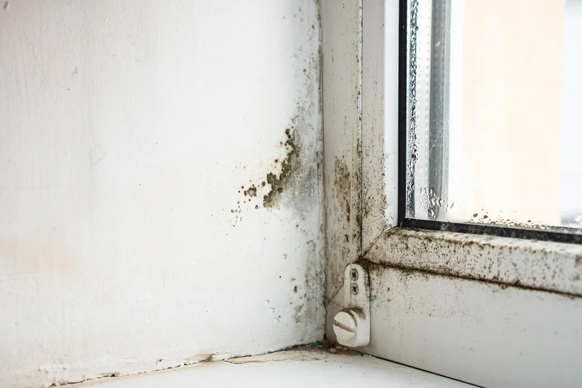 The Benefits of Professional Mold Damage Restoration