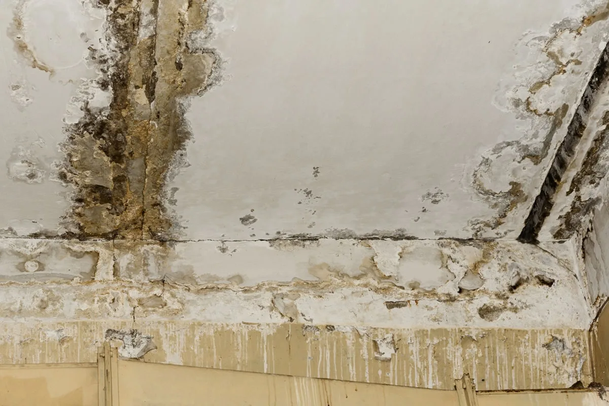 Tips for Mold Damage Insurance Claims