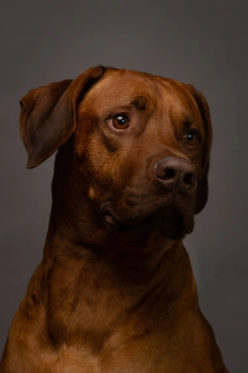 Bud
