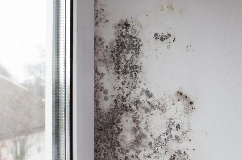 Mold Damage